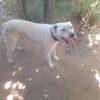 BLANCO - 4 anni (nato indicativamente a Gennaio del 2021)  - Simil Dogo Argentino  - Taglia: Media   Foto 2